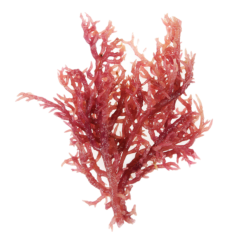 紅珊瑚藻