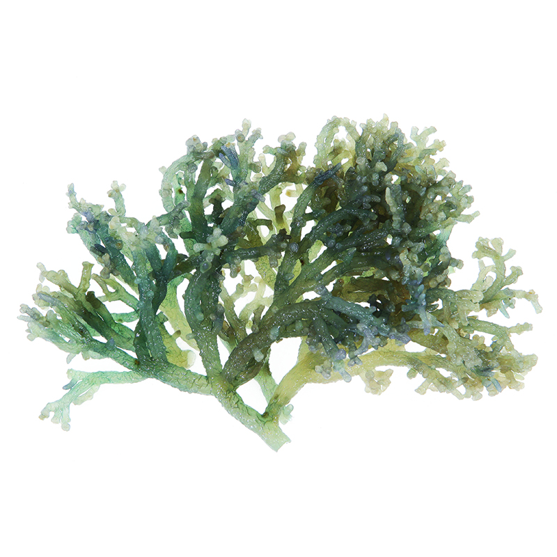 綠珊瑚藻